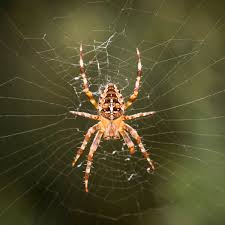Attēlu rezultāti vaicājumam “Araneus quadratus male”
