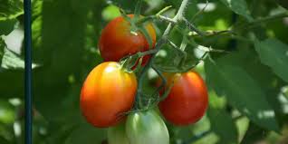 Afbeeldingsresultaat voor earliana tomato