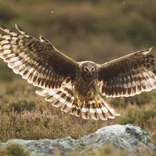 Image result for Glossopdale Harriers