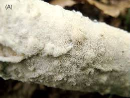 Attēlu rezultāti vaicājumam “Ceriporia”