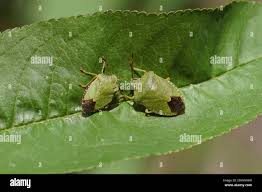 Attēlu rezultāti vaicājumam “Palomena prasina”