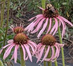 Image result for Echinacea pallida