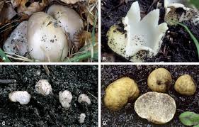 Attēlu rezultāti vaicājumam “Pachyphloeus melanoxanthus”