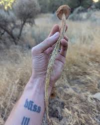 Attēlu rezultāti vaicājumam “Badhamia bethelii stalked”