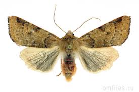 Attēlu rezultāti vaicājumam “Agrochola helvola”