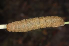 Attēlu rezultāti vaicājumam “Noctua fimbriata larva”