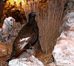 Image result for Tetrao tetrix