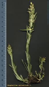 Attēlu rezultāti vaicājumam “Gnaphalium sylvaticum”