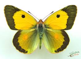Attēlu rezultāti vaicājumam “Colias croceus underside”