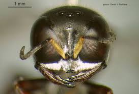 Attēlu rezultāti vaicājumam “Crabronidae”