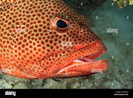 Image result for Mycteroperca venenosa