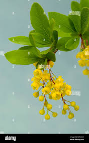 Attēlu rezultāti vaicājumam “Berberis vulgaris flower”