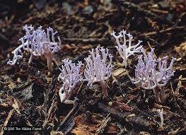 Attēlu rezultāti vaicājumam “Ramariopsis pulchella”