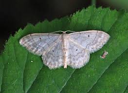 Attēlu rezultāti vaicājumam “Idaea biselata”
