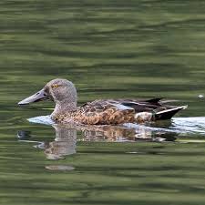 Attēlu rezultāti vaicājumam “Arrhenia spatulata”