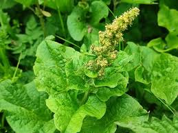 Attēlu rezultāti vaicājumam “Chenopodium bonus-henricus”