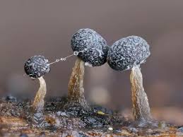 Attēlu rezultāti vaicājumam “Physarum album”