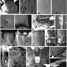 Attēlu rezultāti vaicājumam “Hemicrepidius sp.”