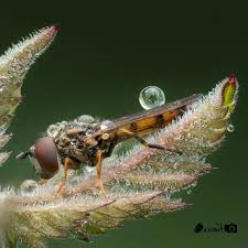 Attēlu rezultāti vaicājumam “Syrphidae”