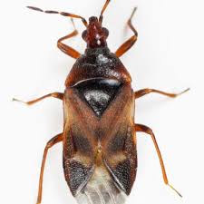 Attēlu rezultāti vaicājumam “Anthocoris nemorum”