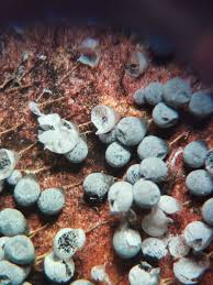 Attēlu rezultāti vaicājumam “Lignydium muscorum spores”