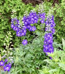 Attēlu rezultāti vaicājumam “Delphinium elatum  fruit”
