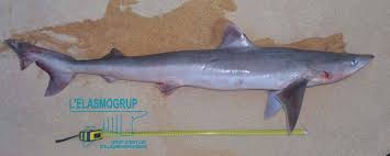 Image result for Galeorhinus galeus