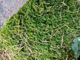 Attēlu rezultāti vaicājumam “Hypnum pallescens”