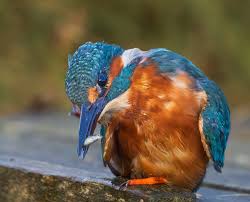 Attēlu rezultāti vaicājumam “Alcedo atthis nest”