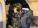Dogs with Guns