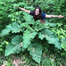 Attēlu rezultāti vaicājumam “Arctium tomentosum leaf”
