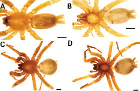 Attēlu rezultāti vaicājumam “Gnaphosidae”