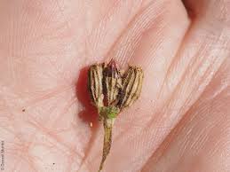 Attēlu rezultāti vaicājumam “Lythrum salicaria fruit”