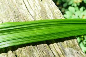 Attēlu rezultāti vaicājumam “Carex sylvatica fruit”