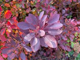 Attēlu rezultāti vaicājumam “Cotinus coggygria”