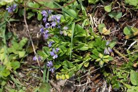 Attēlu rezultāti vaicājumam “Polygala comosa leaf”