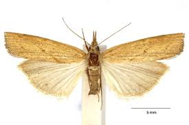 Attēlu rezultāti vaicājumam “Pediasia contaminella”