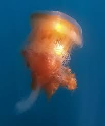 Image result for Phacellophora camtschatica