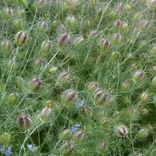 Image result for Nigella damascena