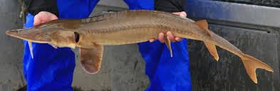 Image result for Scaphirhynchus platorynchus