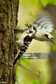 Attēlu rezultāti vaicājumam “Dendrocopos minor male”