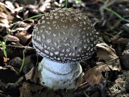 Attēlu rezultāti vaicājumam “Amanita excelsa”