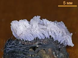 Attēlu rezultāti vaicājumam “Stemonitis pallida macro”