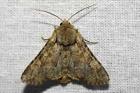 Attēlu rezultāti vaicājumam “Apamea sordens”