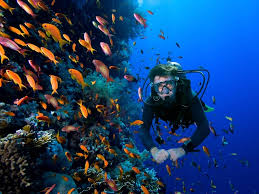 Image result for Seabug Divers