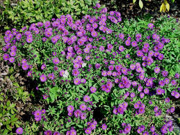 Image result for Aster novae-angliae