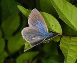 Attēlu rezultāti vaicājumam “Maculinea alcon underside”