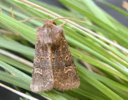 Attēlu rezultāti vaicājumam “Tholera cespitis”