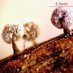 Attēlu rezultāti vaicājumam “Lycogala fuscoolearium young”