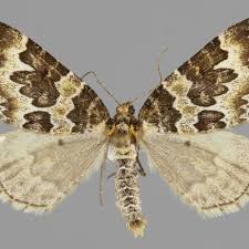 Attēlu rezultāti vaicājumam “Electrophaes corylata”